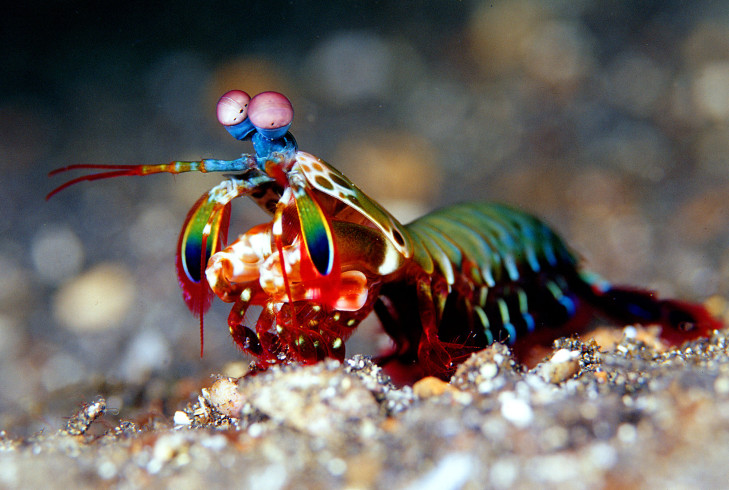 Fangschreckenkrebs in Riff vor Indonesien