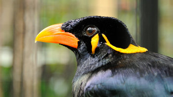 Beo im Bali Bird an Reptile Park