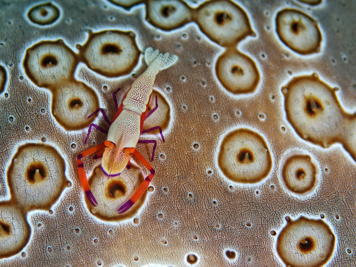 Imperatorgarnele auf bunter Koralle, Indonesien