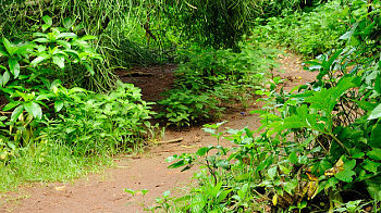Wandern und Trekking auf Bali