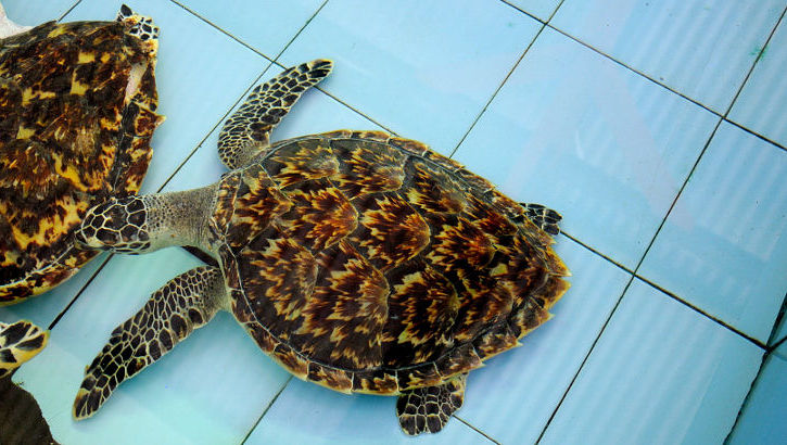 Meeresschildkröte auf der Pulau Serangan, Bali