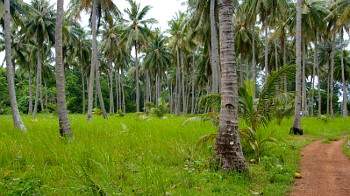 Wald auf den Karimunjawa Inseln