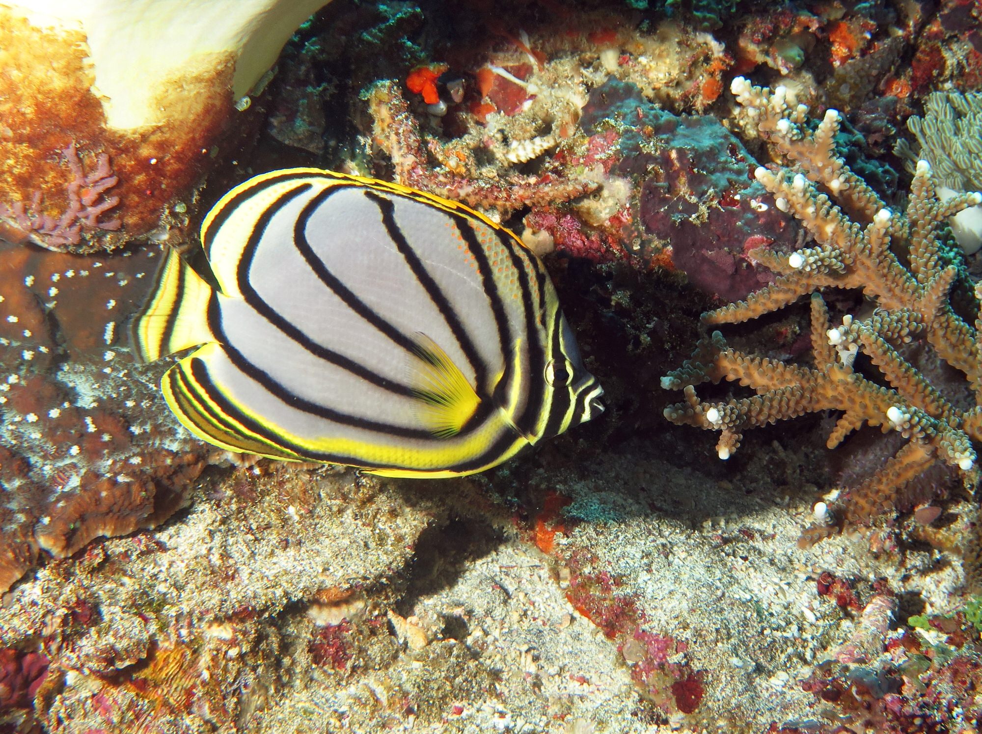 Schwarzstreifen Falterfisch vor Indonesien