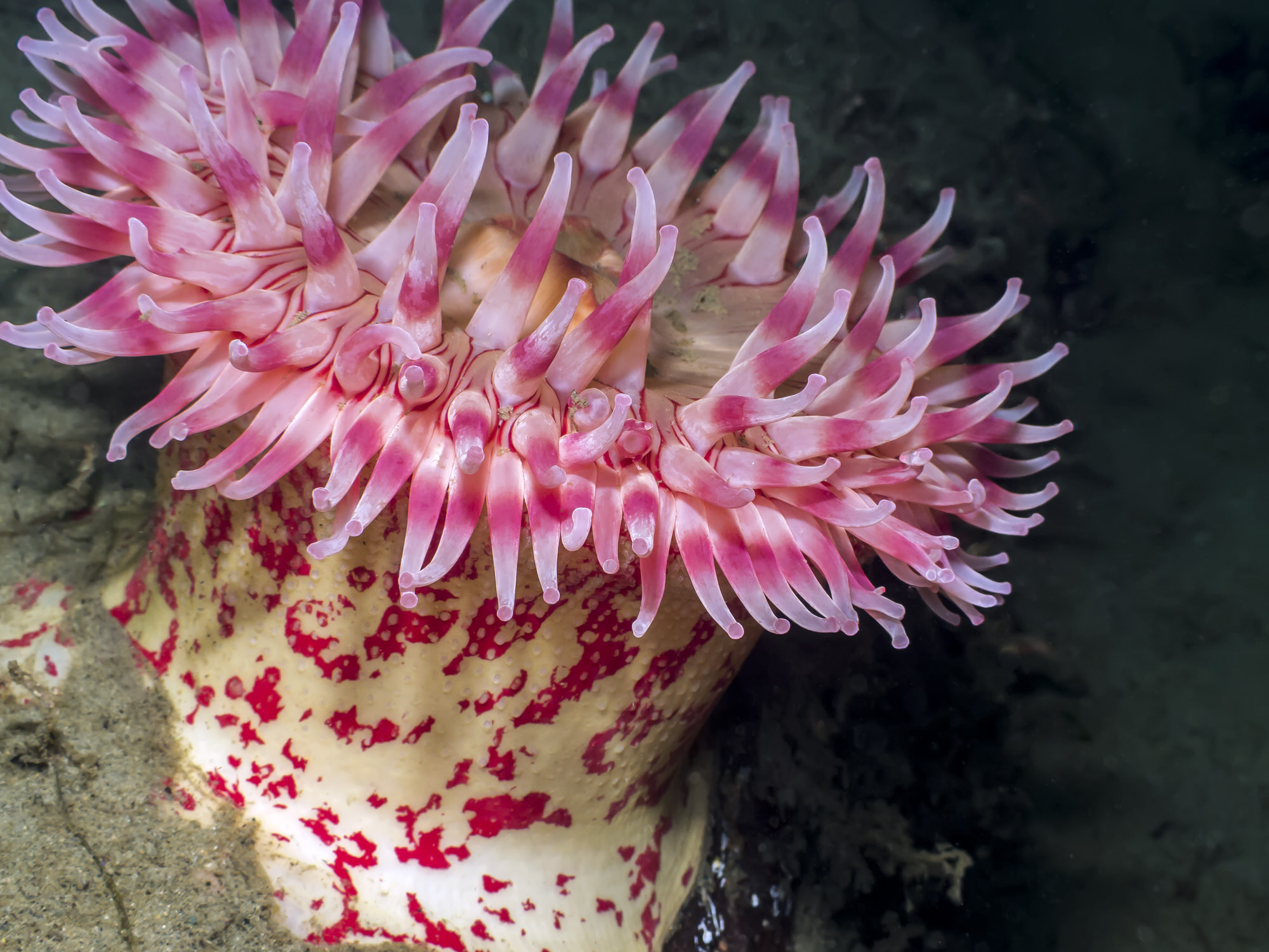 Farbenpfächtige Anemone vor Indonesien