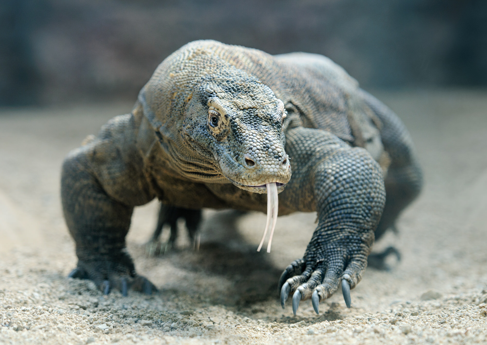 Komodo Waran auf Futtersuche, Insel Komodo, Indonesien
