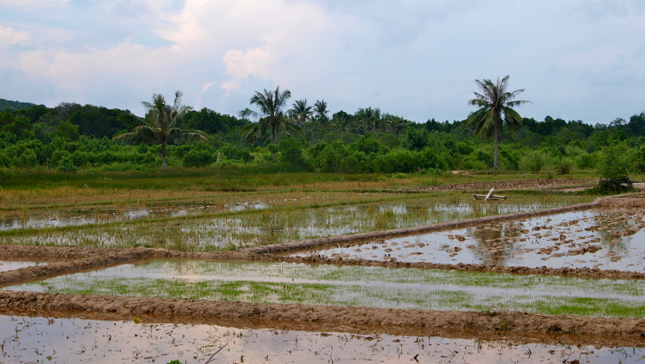 Reisfeld an Bahnstrecke auf Java, Indonesien