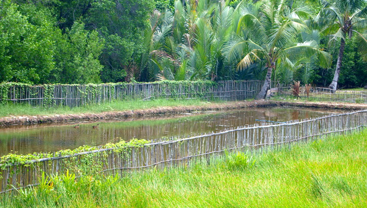 Reisfeld auf Java, Indonesien