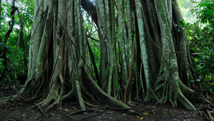 Riesiger Ficus im Nationalpark auf Bali