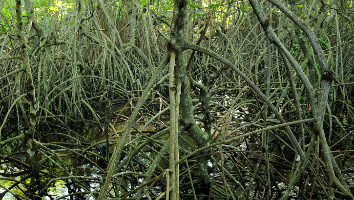 Mangrovenwurzeln an der Küste von Balis Nationalpark