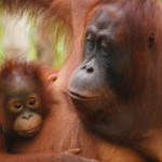 Orang Utan auf Borneo / Kalimantan, Indonesien