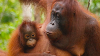 Borneo: Eine Reise zu den Orang-Utans Borneo: Eine Reise zu den Orang-Utans