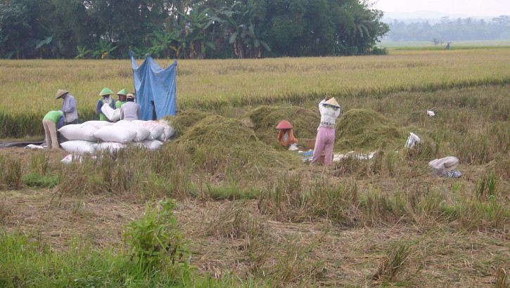 Reisarbeiter bei Banyumas, Zentraljava, Indonesien